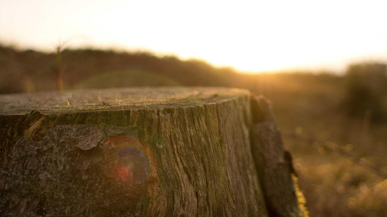 Mayer and Sons Kannapolis